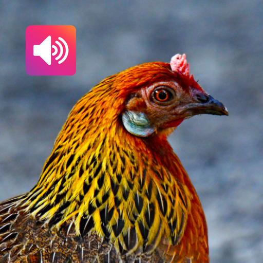 Red Junglefowl Female: Calls