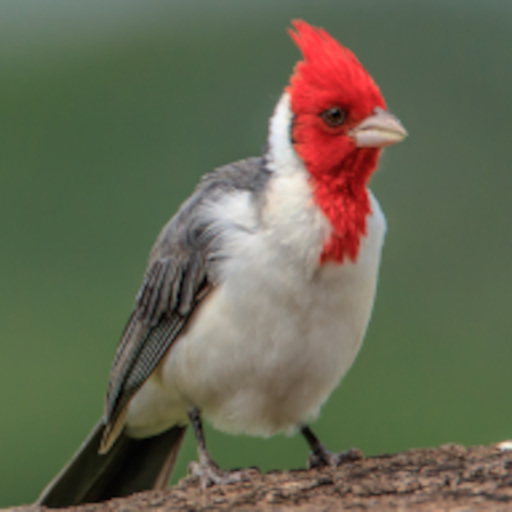 Cardeal e Galo de Campina