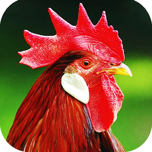 Rooster Sounds