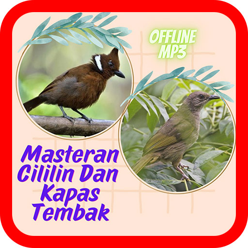 Masteran Cililin Kapas Tembak