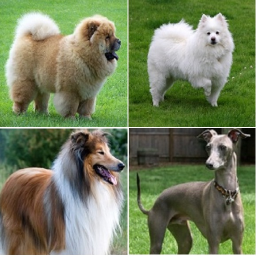 Dog breed identifier