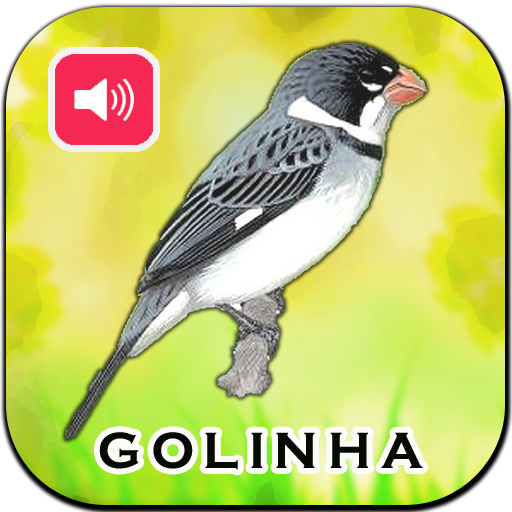 Canto De Golinha HD