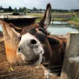 Donkey Sounds