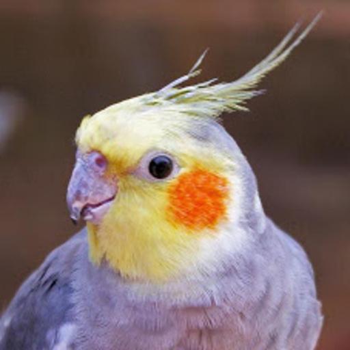 Cockatiel Wallpapers HD