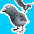 Pigeon Jump -  Muito difícil.