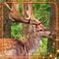 Deer and Elk Live Wallpaper