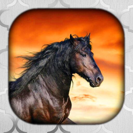 Horse Live Wallpaper | Horse W