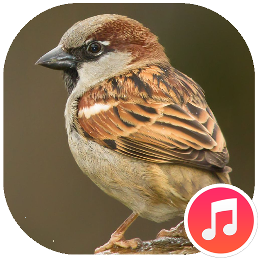 Sparrow Sounds