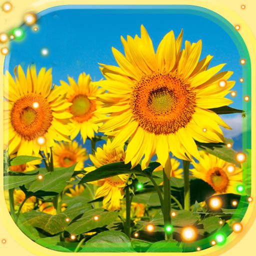 Sunflowers Live Wallpaper