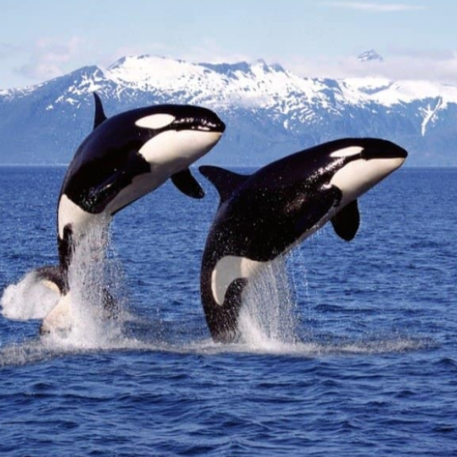 Killer Whale Sounds