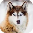 Wolf Sounds - Wolf Howls