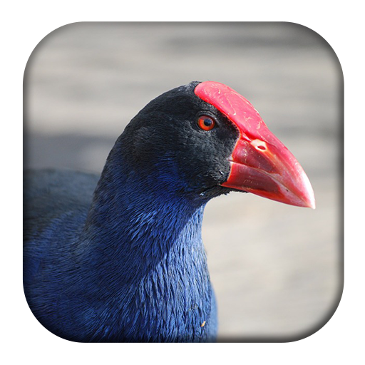 Purple Swamphen Sounds