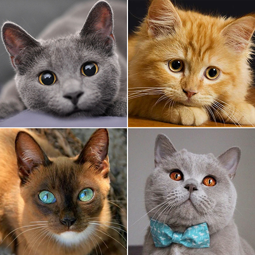 Cat breeds - Photo Quiz