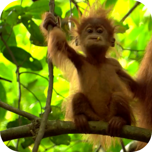 3D Monkey Live Wallpapers