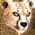 Ultimate Cheetah Simulator