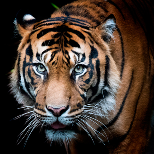 Tiger Wallpapers | Cool tigers