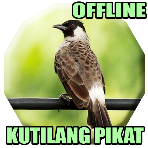 Kicau Burung Kutilang Pikat