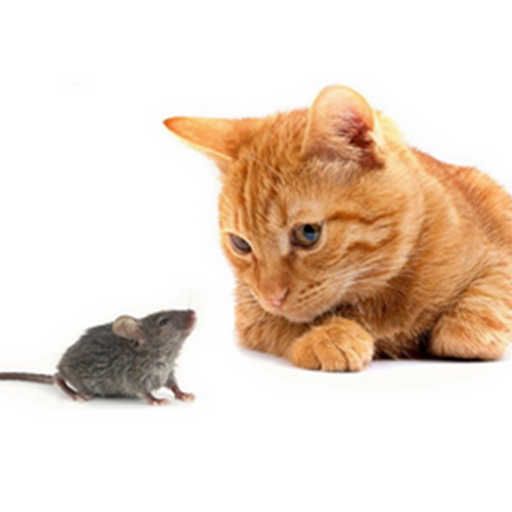 Cat and Mouse