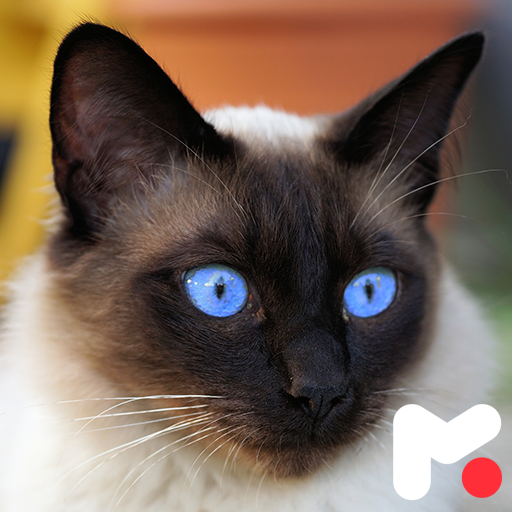 Siamese Cat Wallpapers