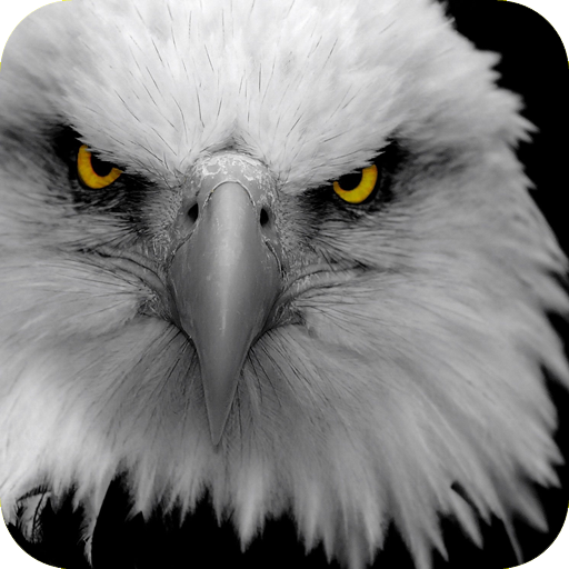 Eagle Wallpaper