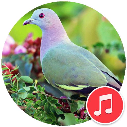 Green Pigeon Sounds