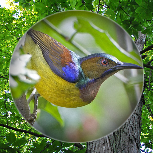 Suara Burung Kolibri Pikat