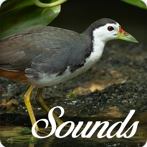 White Breasted Waterhen Sounds and Ringtone Audio