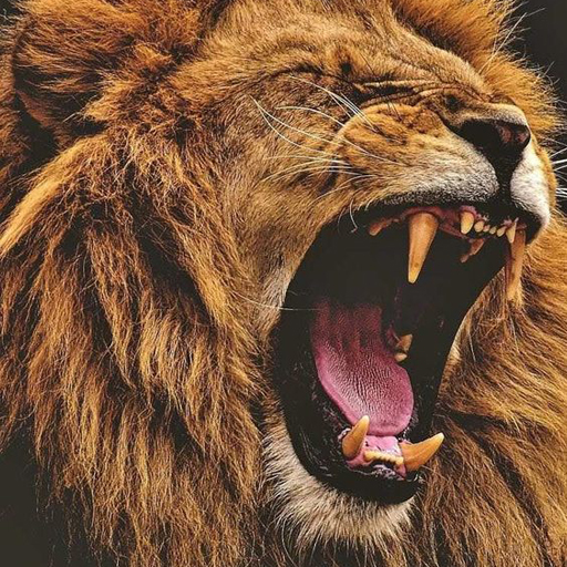 Lion Wallpaper