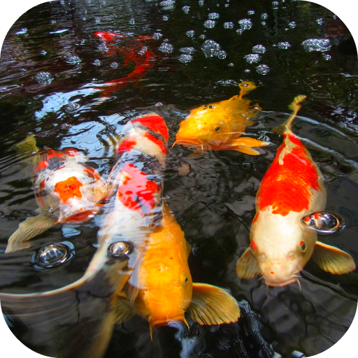 Koi Fish 3D