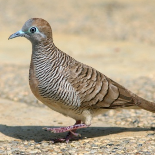 Zebra dove Sound