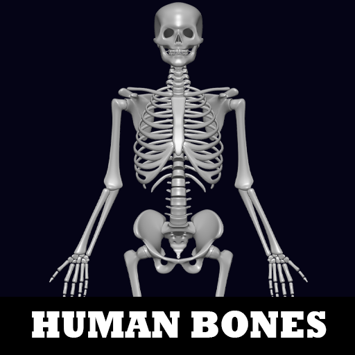 Human Bones