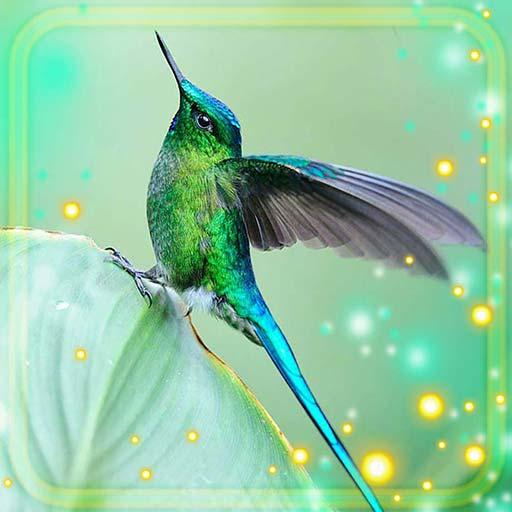 Colibri Exotic Live Wallpaper