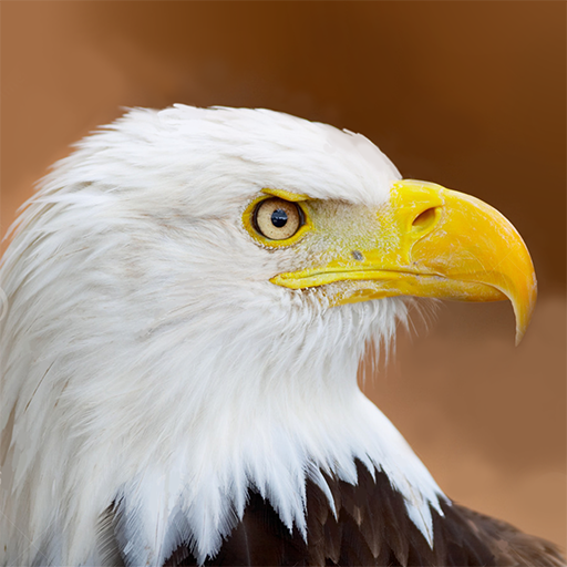 Bercakap Penerbangan Eagle