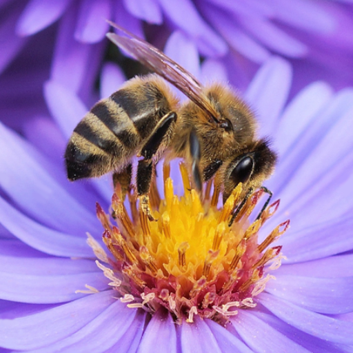 Sounds of insects