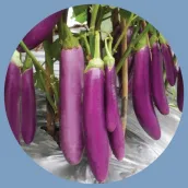 eggplant cultivation