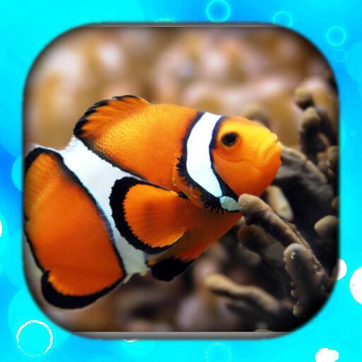 Fish Live Wallpaper | Hình Nền