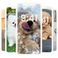 Puppy Wallpaper