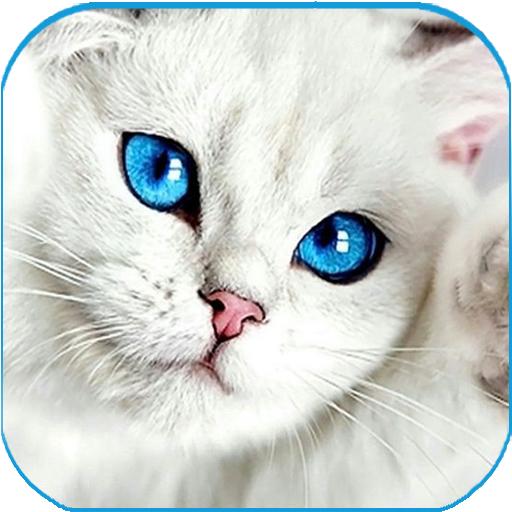 Imagens a cores Cute Cat - Kit