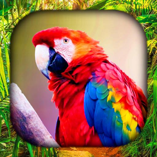 Bird Live Wallpaper | Kuşlar D