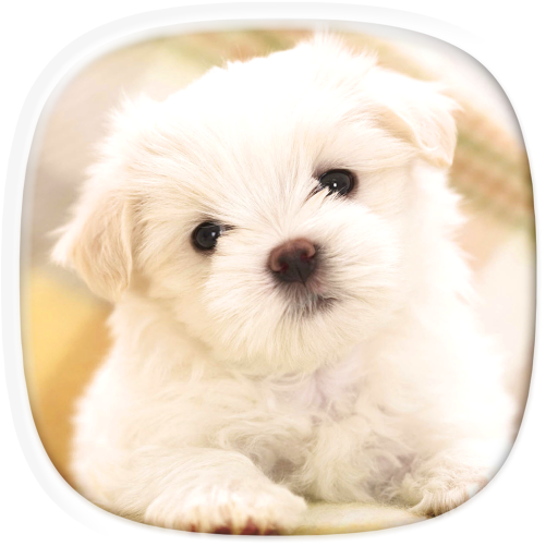 Cute Puppy Wallpapers