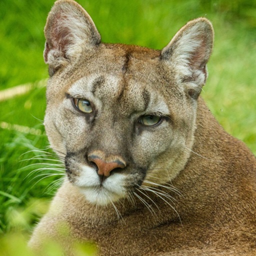 Cougar Wallpaper HD