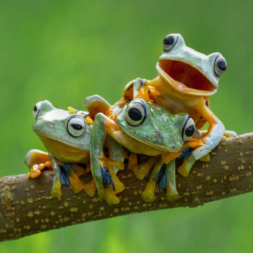 cute frog wallpaper