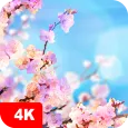 Spring Wallpapers 4K