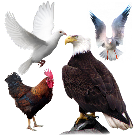 اسماء الطيور و اصوات الطيور