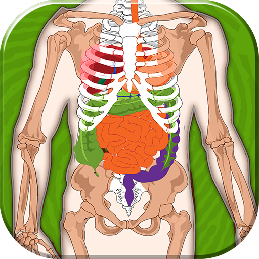 Anatomia Humana Teste Quiz