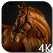 Horses 4K Video Live Wallpaper