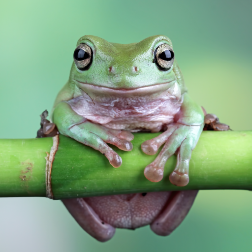 Frog Sounds