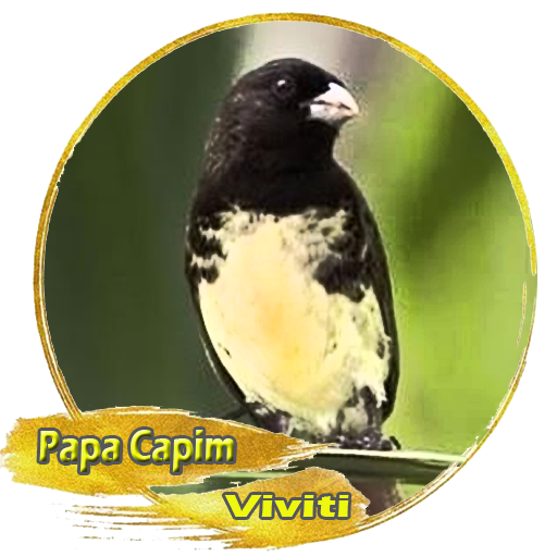 Canto Papa Capim Viviti