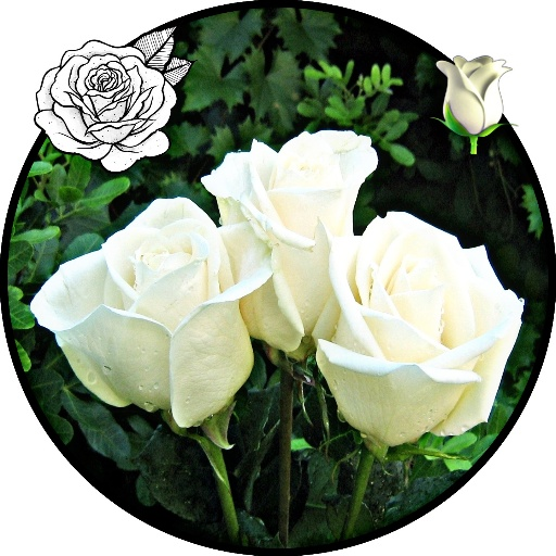 white rose wallpaper full hd