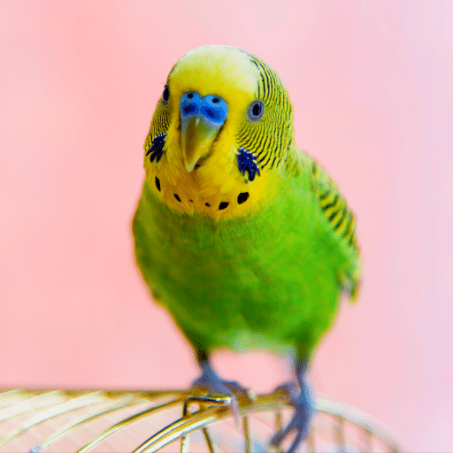 Budgerigar Sounds